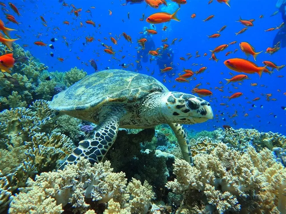 Blue Hole diving